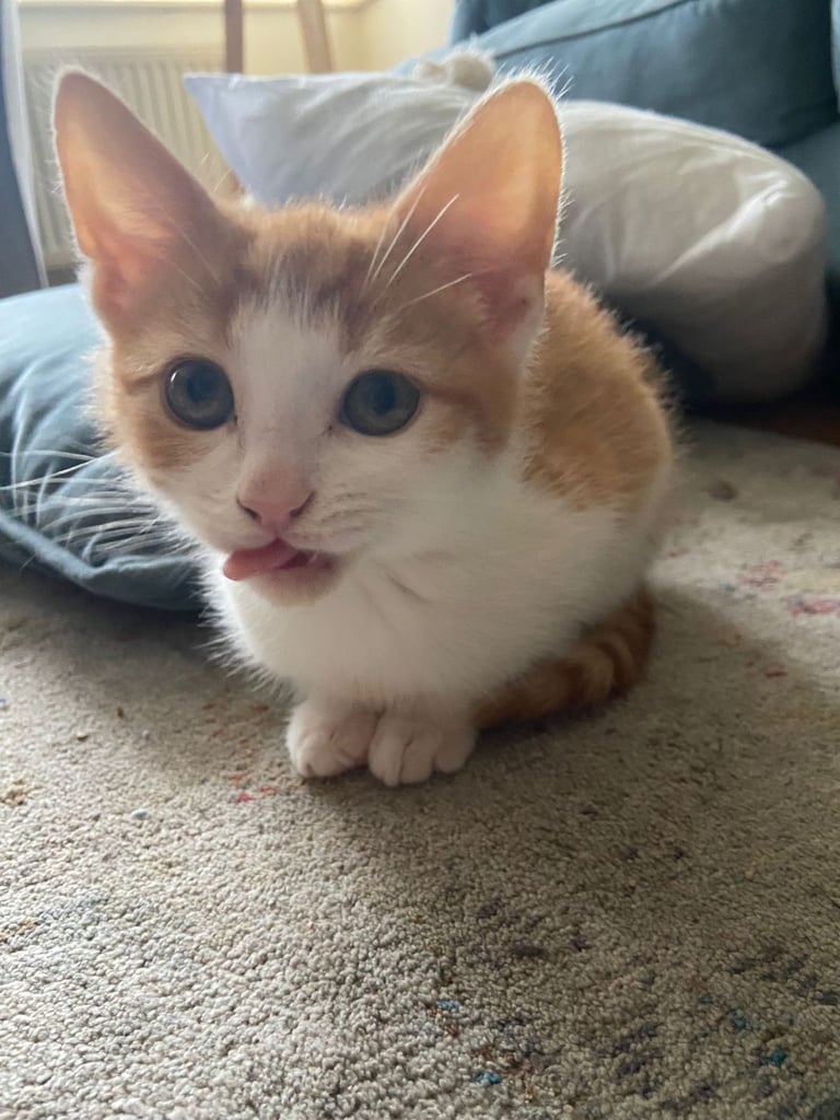 image for Beautiful Ginger/White Kitten for sale 