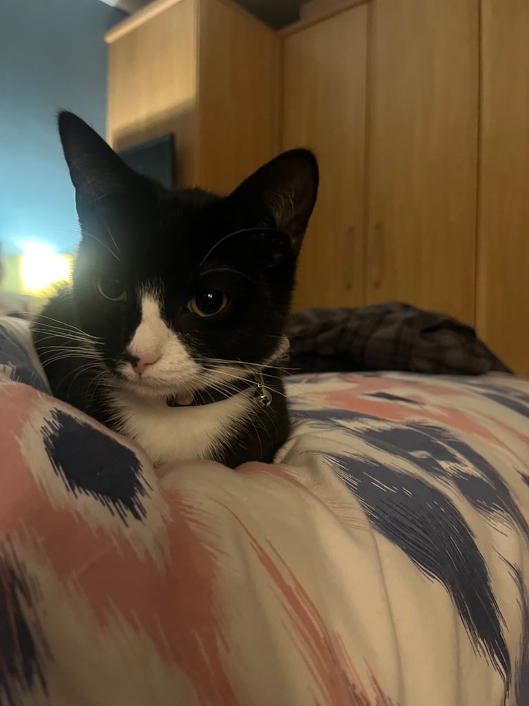 1 year old cats - boy and a girl