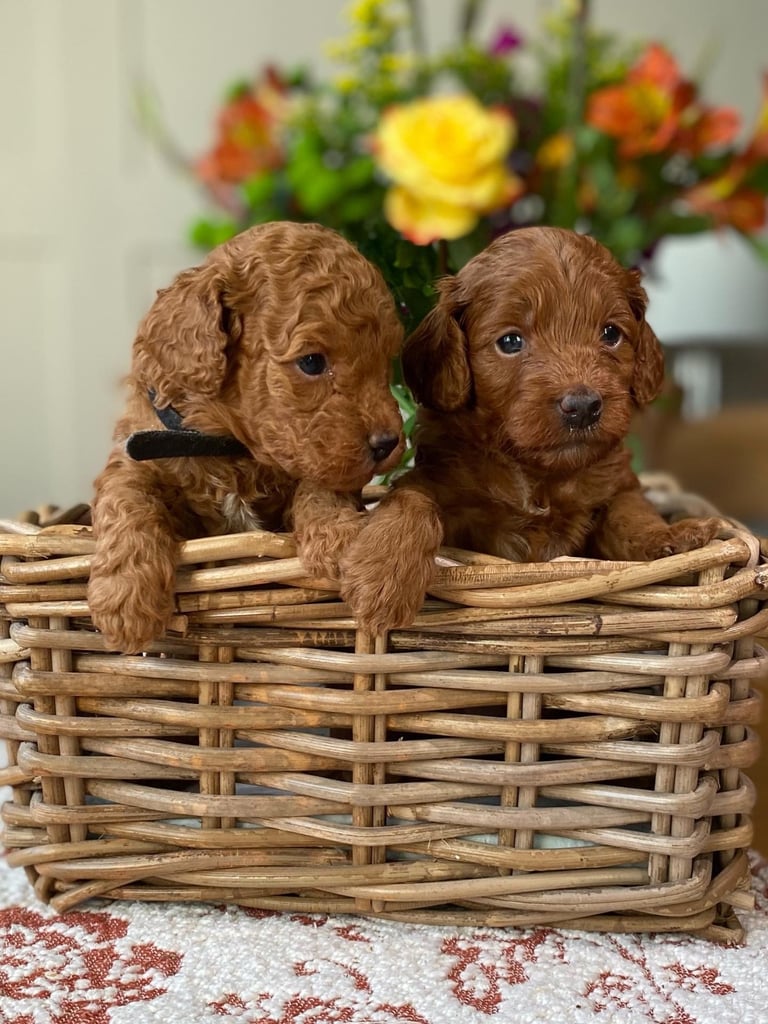 Ready NOW! Red Toy cockapoos 