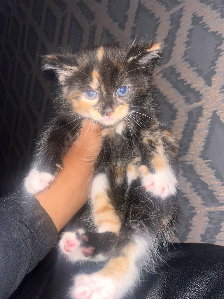 image for Beautiful female kitten 