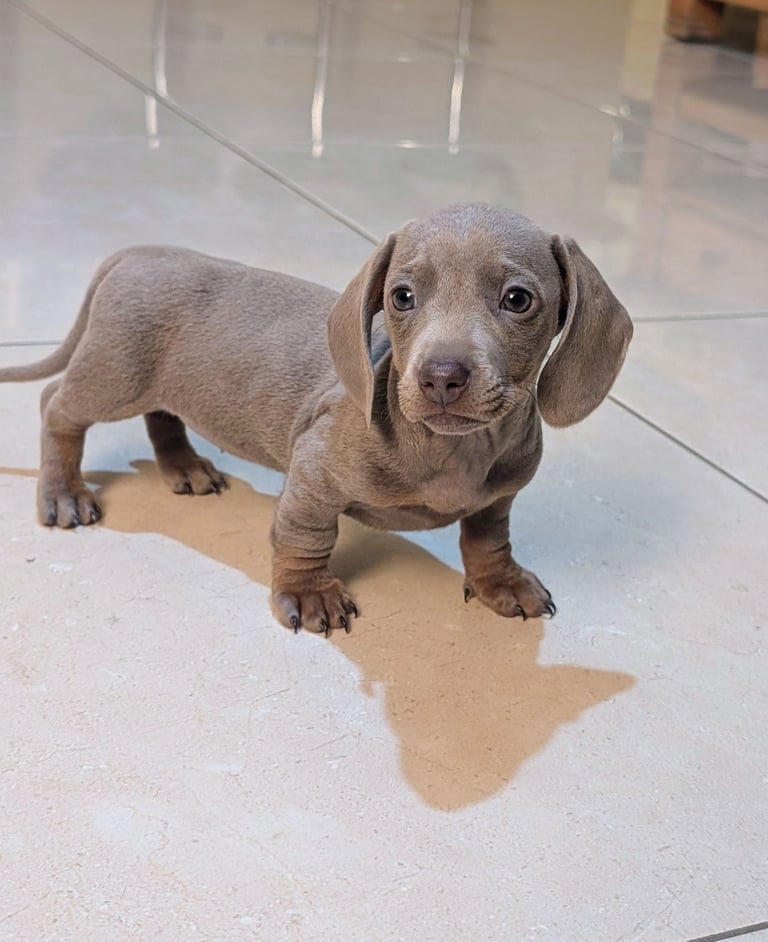 image for Miniature Dachshund Pups