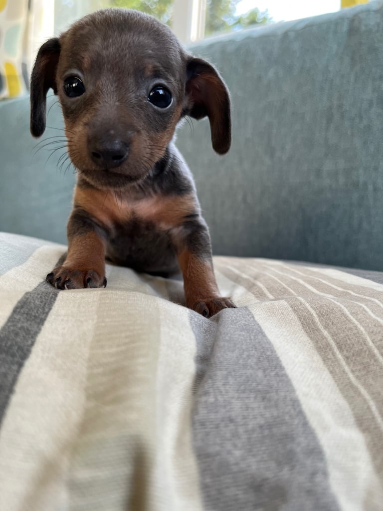 Miniture dachound 