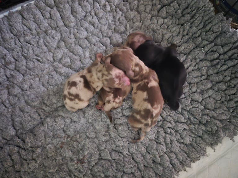 Wire haired miniature dachshunds 