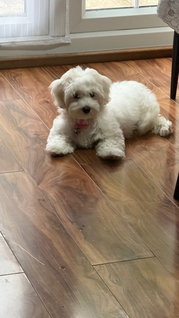 Maltese puppy