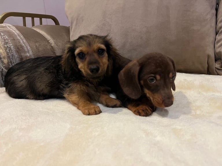Dachshund puppies 