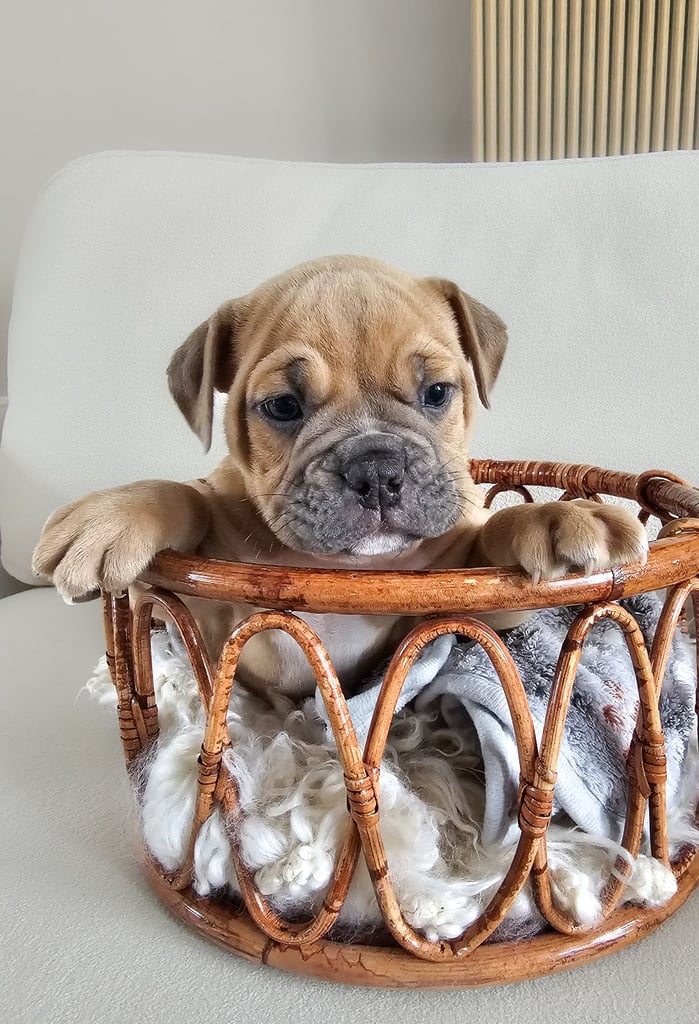 Last available boy Olde english bulldog for sale
