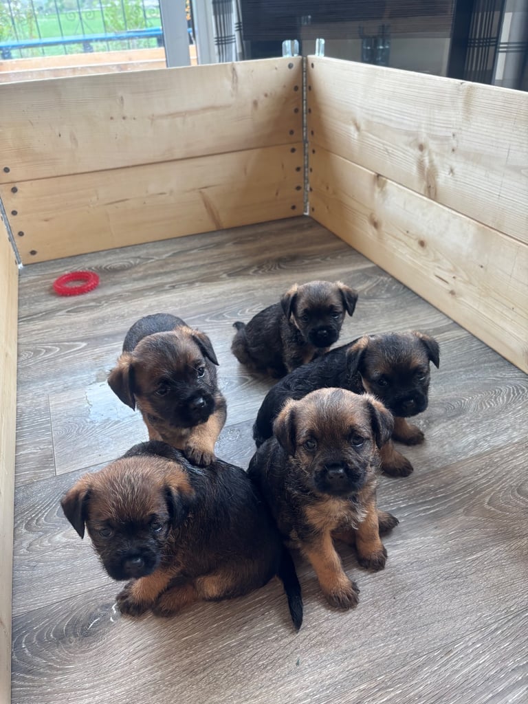 image for Border terrier 