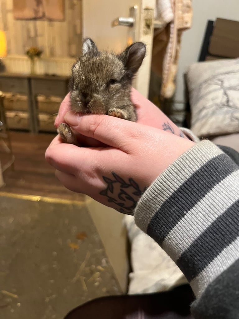 Netherland Dwarf / Minilop 