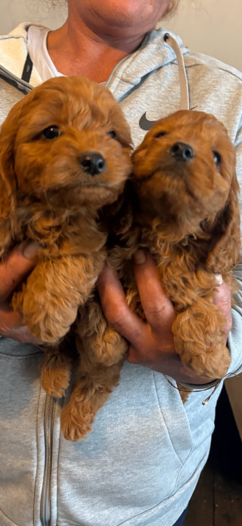 Cockapoo pups fox red