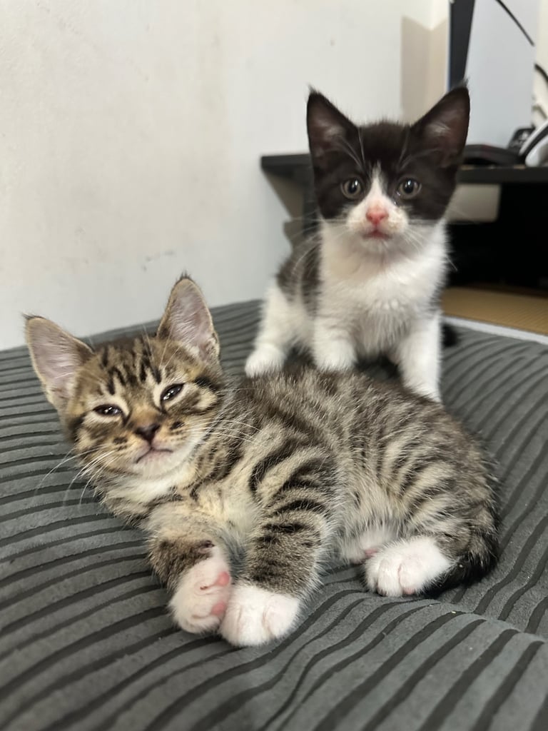 🐾 Adorable Kittens Ready for Their Forever Homes! 🏡