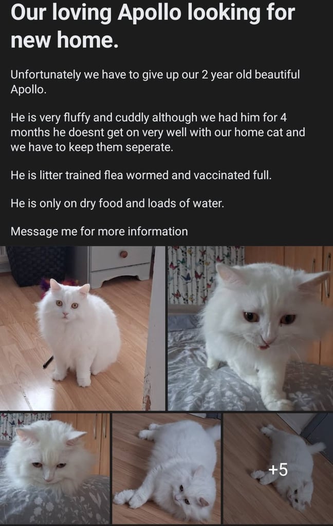 2 year old sweet cat for adoption