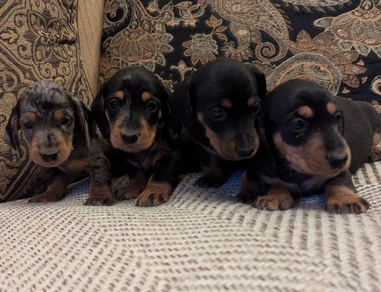 Dachshunds