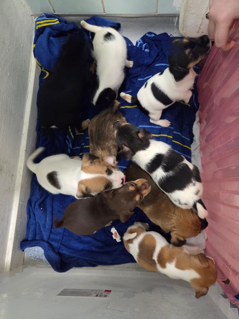 Jack russell pups 