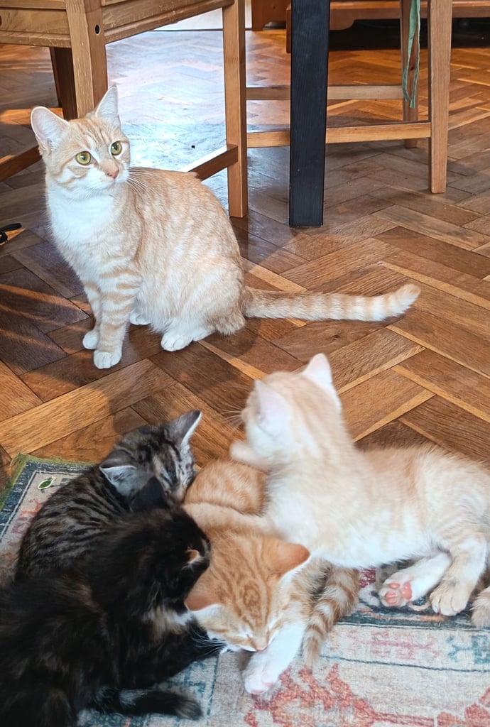 4 cuddly tabby and ginger kittens 