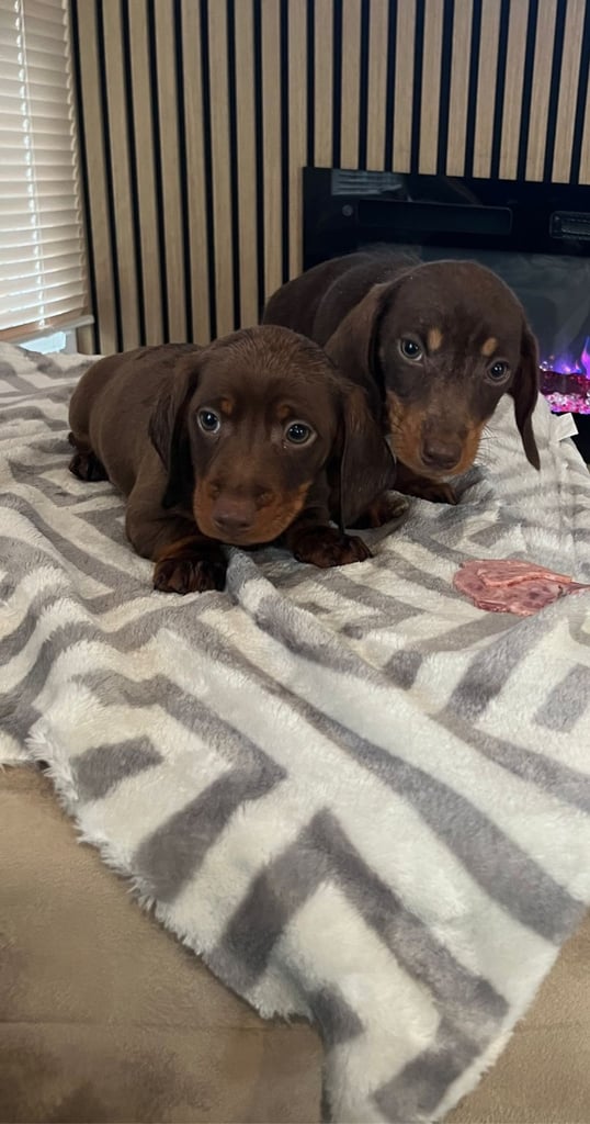 Dachshund puppies 