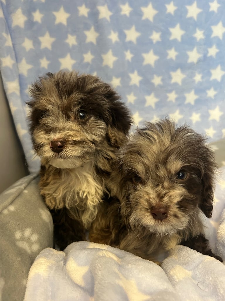 5 boy cockapoo puppies for sale
