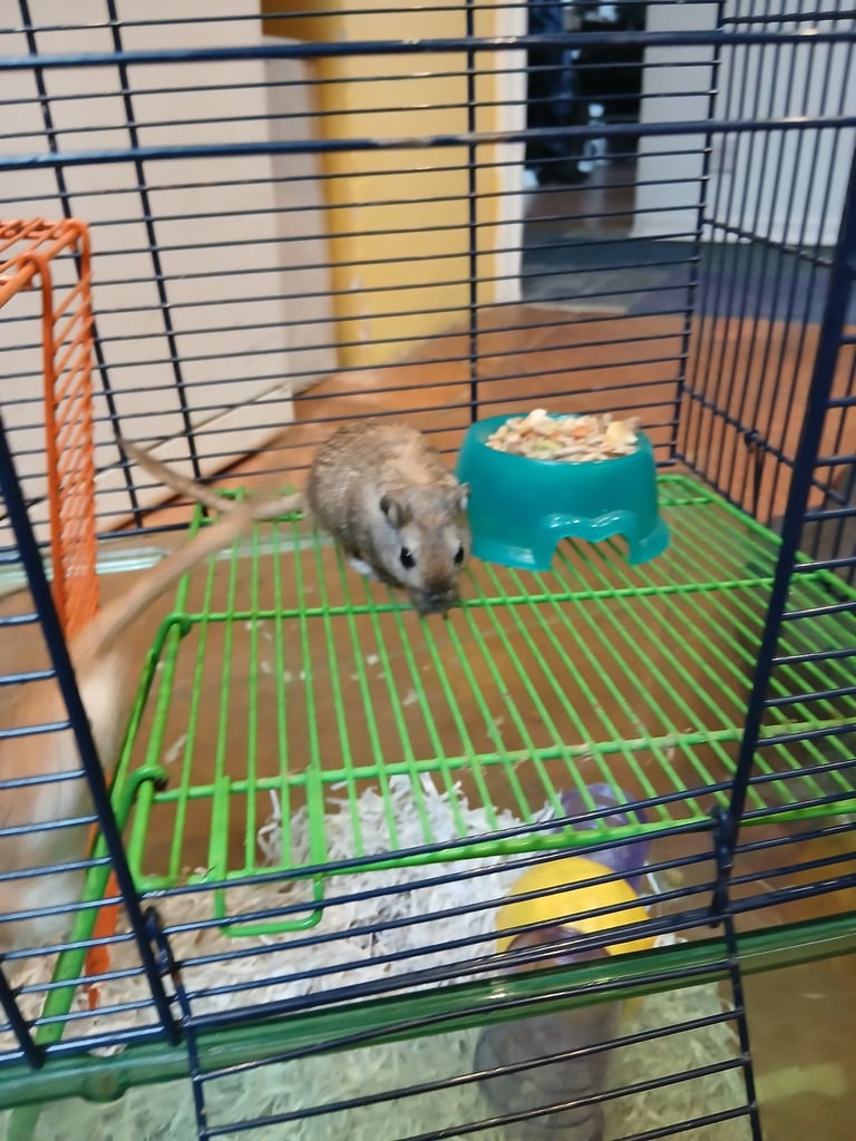 Pair of Gerbils 