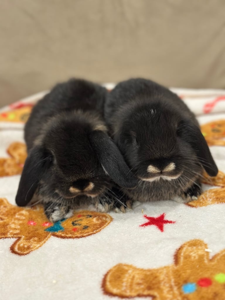 Mini lops bunnies 