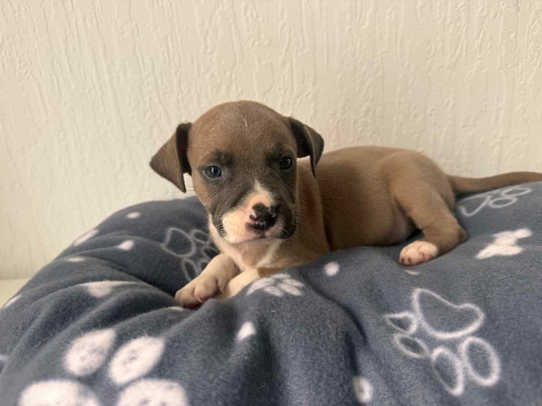 Staff puppies 