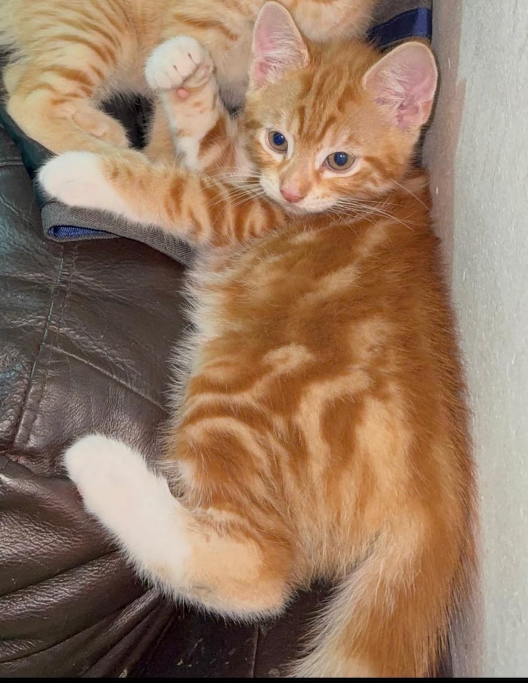 Ginger kitten