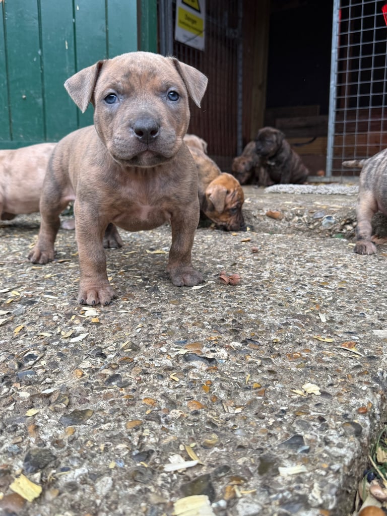 Mastiff x  puppies 