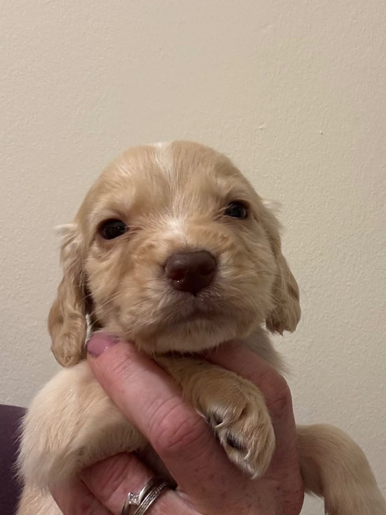 Cocker Spaniel Pups 