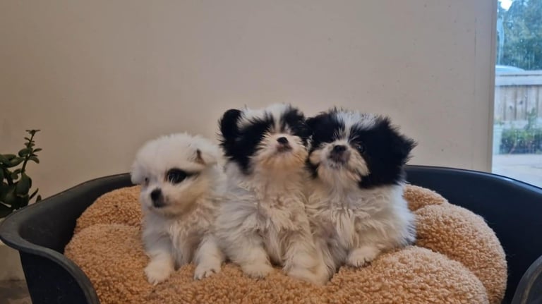 Ready Now 3 Girls. Pomeranian x shitzu health check. 1st vacination.  