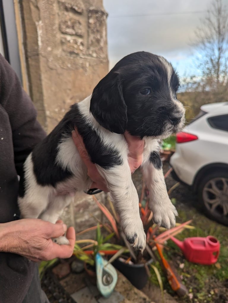 English Springer Spaniel Puppies 
