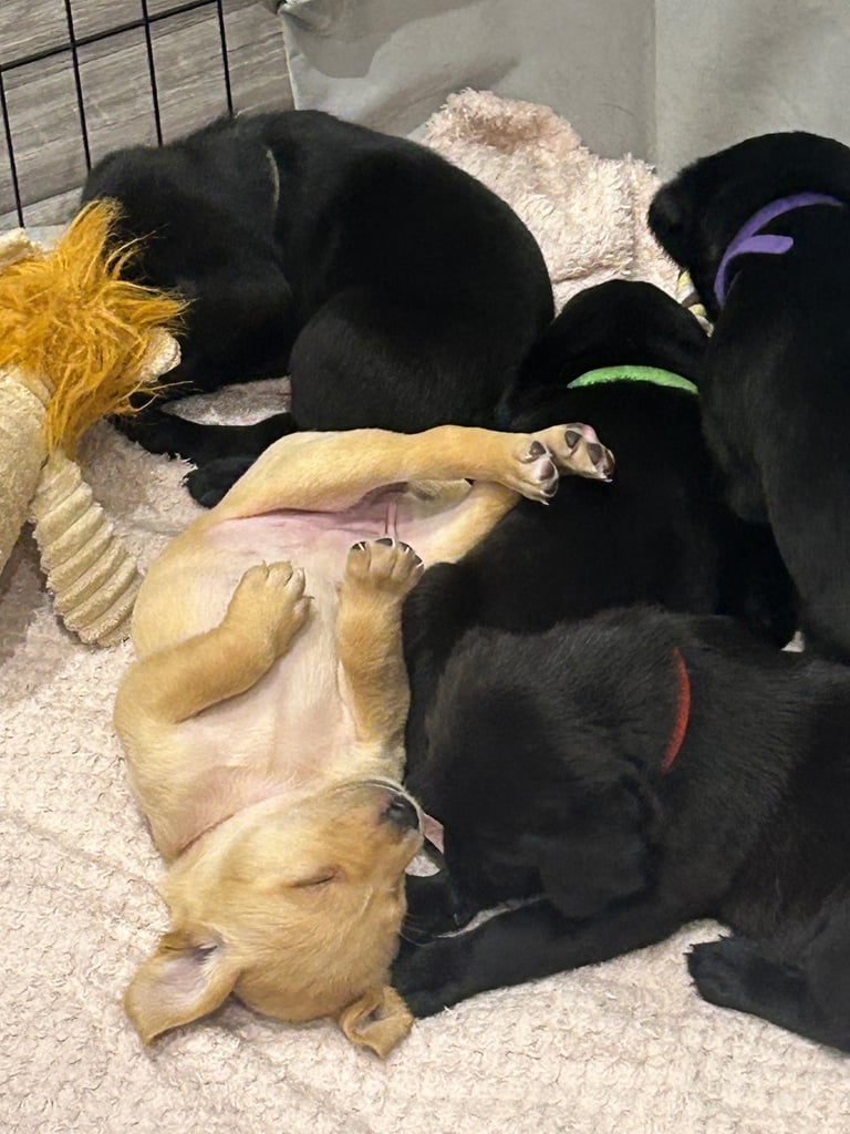 Pedigree Lab puppys