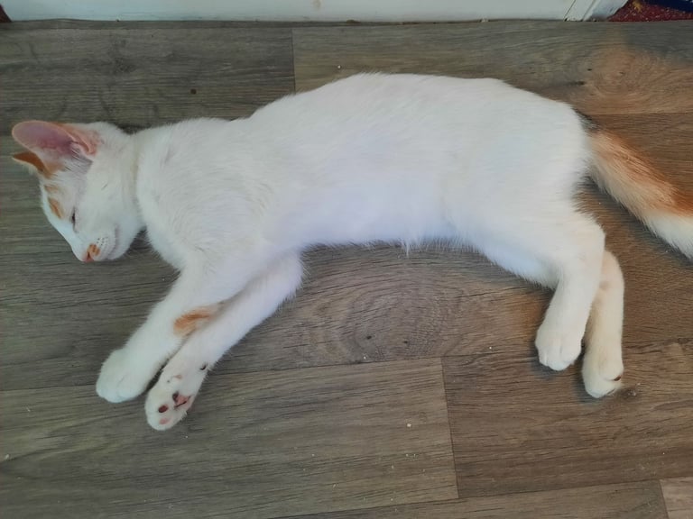 beautiful female kittens, white / tabby, looking for a new home