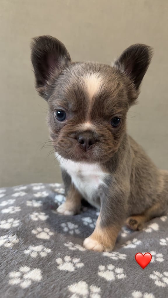 **Fluffy Frenchie’s**