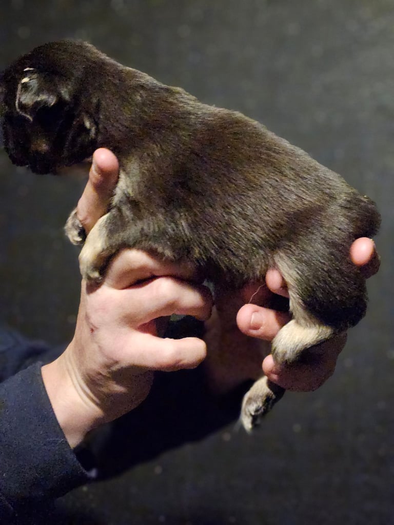 8 beautiful fluffy frenchies 