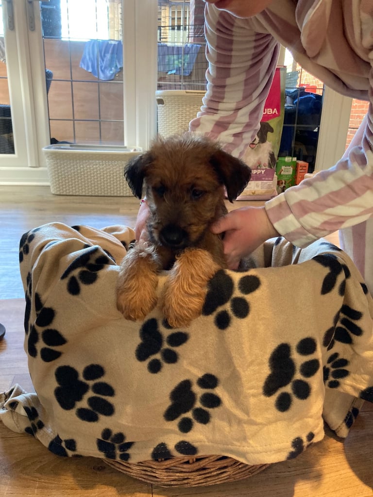Irish terrier puppys 