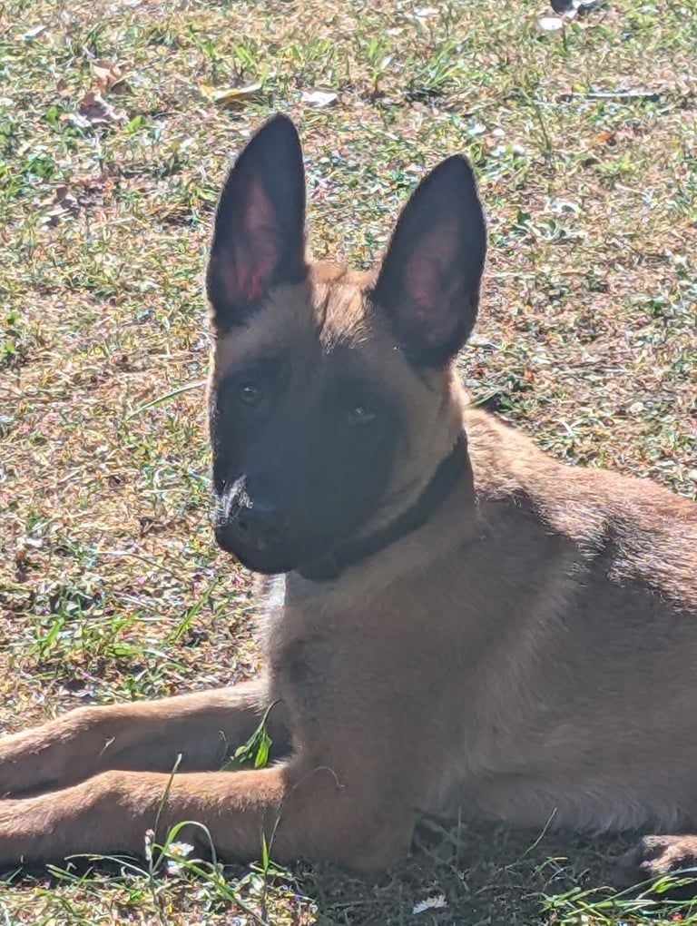 Beautiful Belgian Malinois 