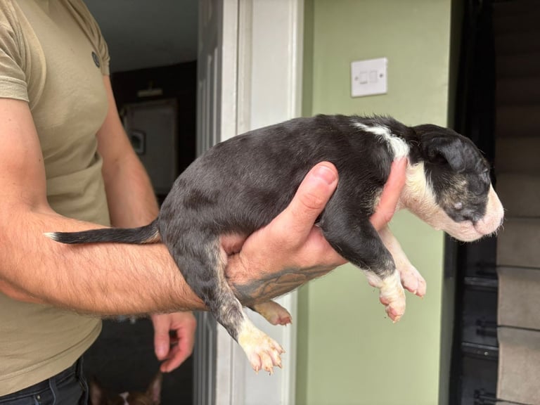 💥ENGLISH BULL TERRIER PUPS 💥