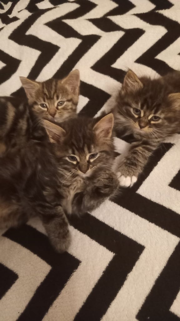 image for 3 -females, 1- male