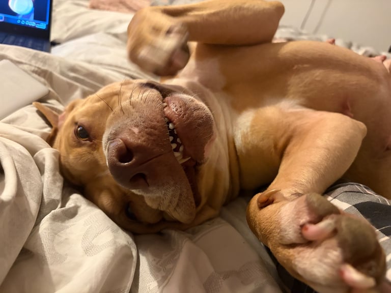 Female staff cross breed 