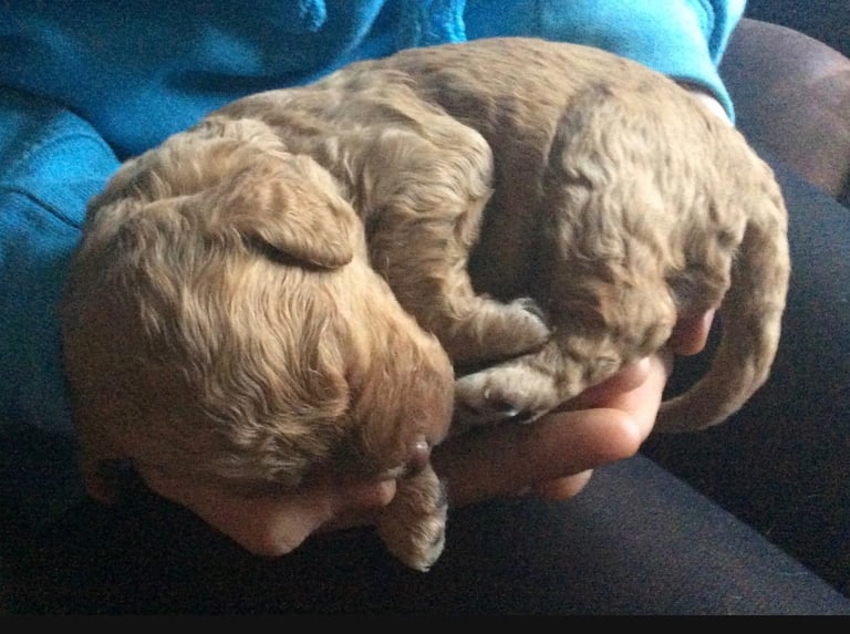 Cockapoo puppies 