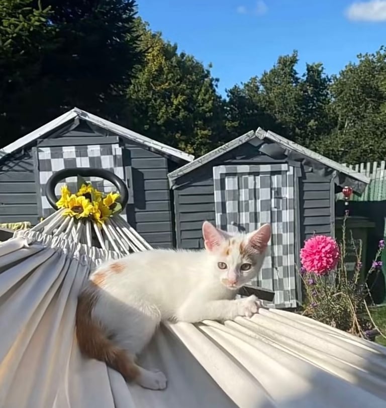 Kitten 13 weeks male  £25