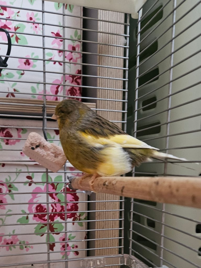 Young canary with cage