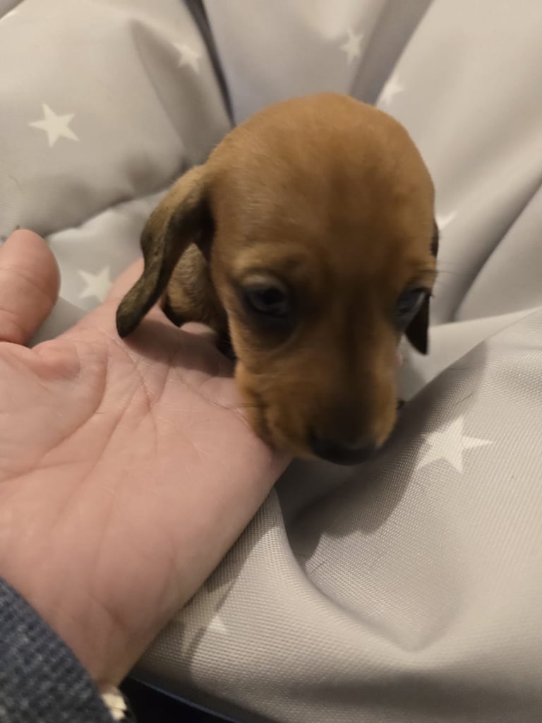 Miniature dachshund puppies 