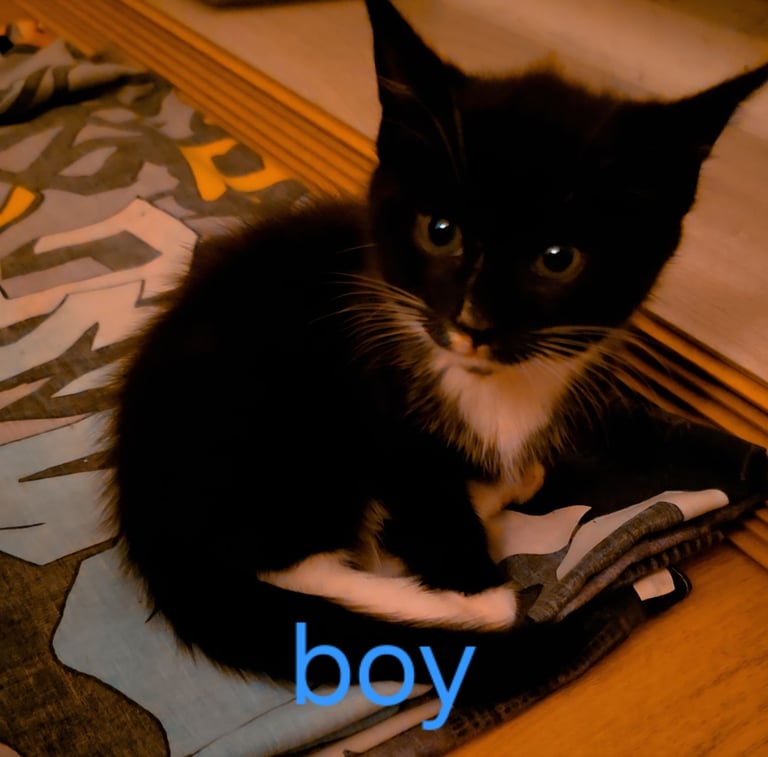 Kittens ready to leave now