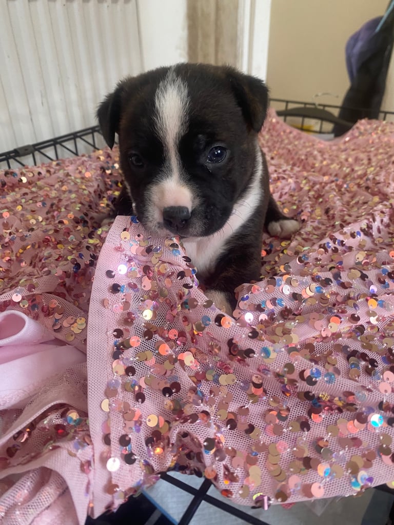 Beautiful pure stuffy puppies