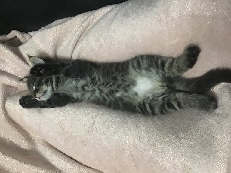 Ragdoll-Maincoon mix kittens