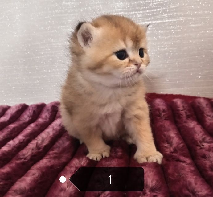 x4 Pedigree British Longhair & x2 British Shorthair Blue Golden & GoldenKittens 
