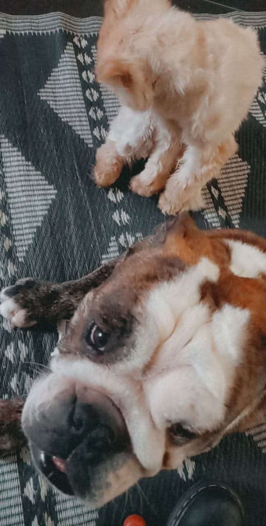 Kc English bulldog 