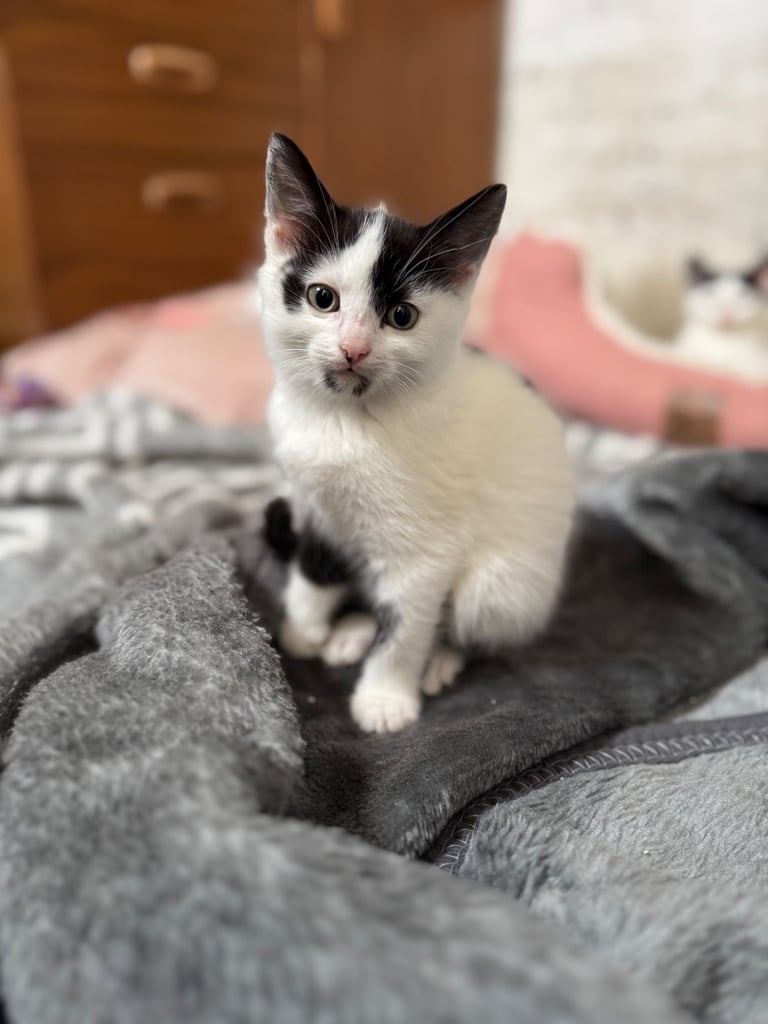 Two adorable 8-week-old European shorthair kittens – playful male duo! 🐱
