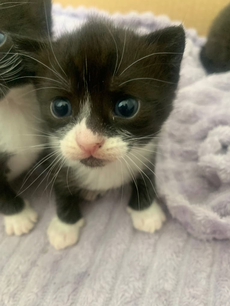 Kittens 