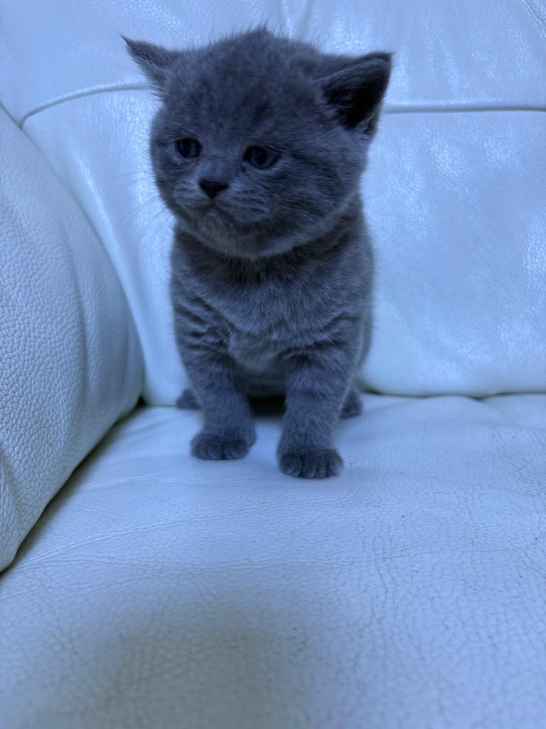 Kitten biritish shorthair 