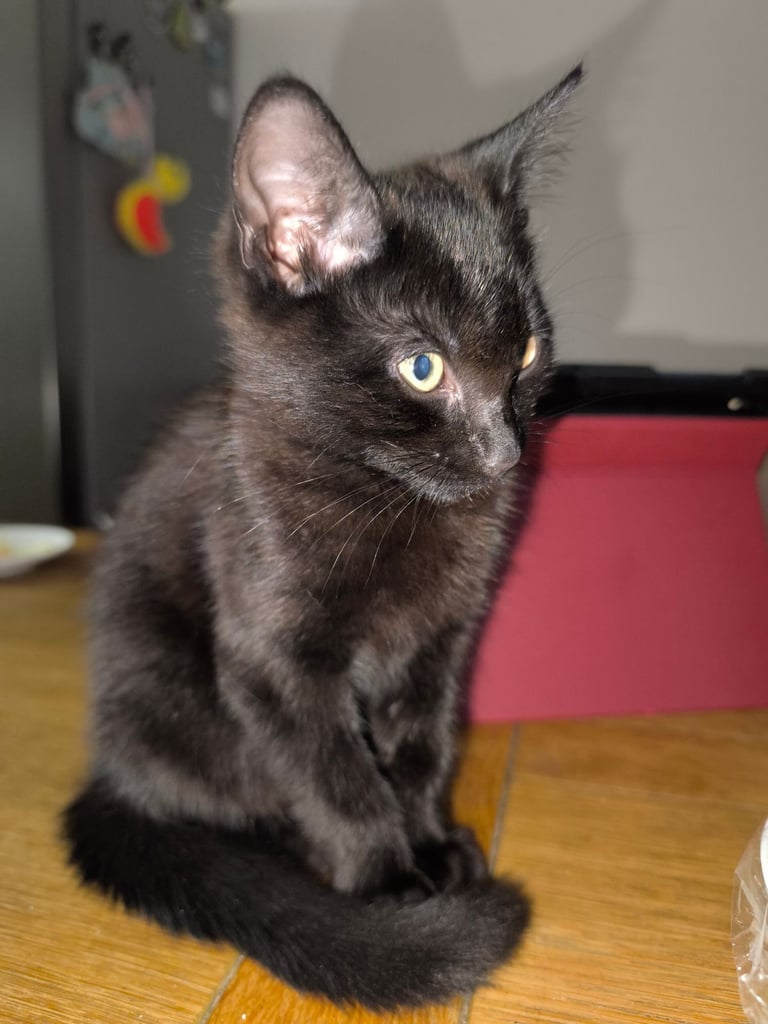 X Bengal kitten